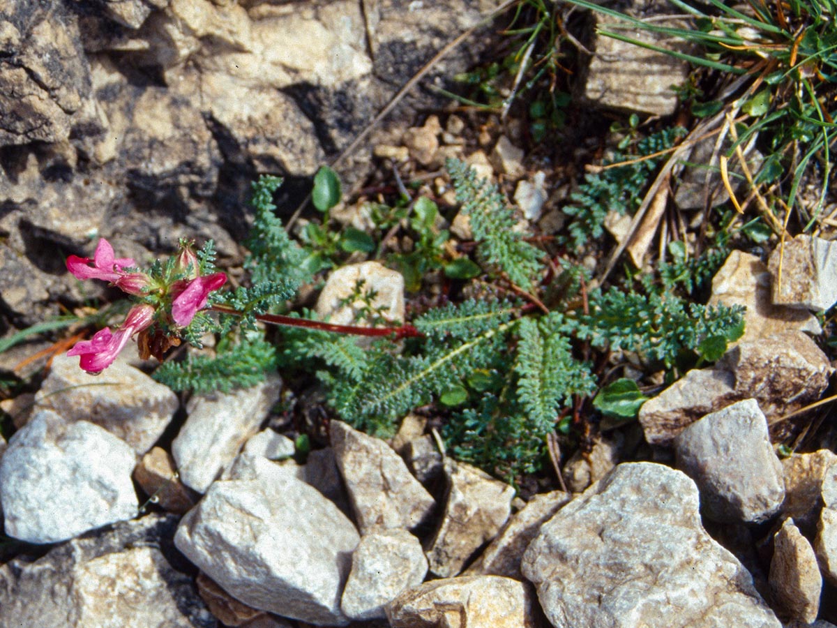 Pedicularis rostratocapitata